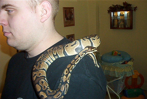 Ball python 3
